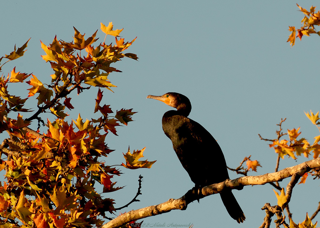 Album  "Cormorant" | Photography image "Birds" by Natali Antonovich in Photostock.