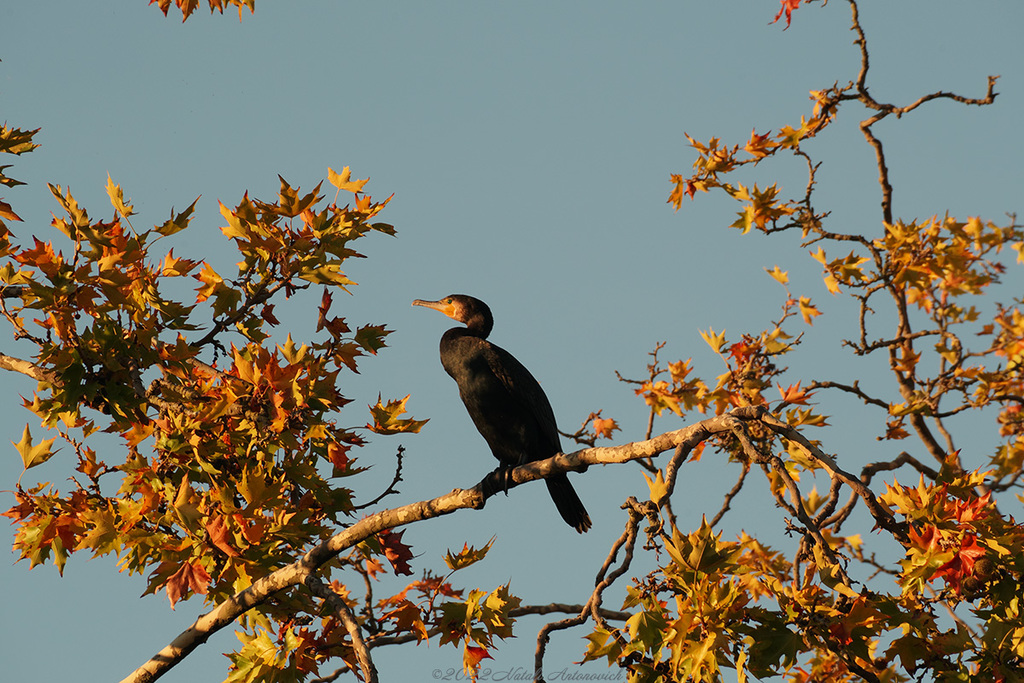 Album "Cormoran" | Image de photographie "Automne" de Natali Antonovich en photostock.