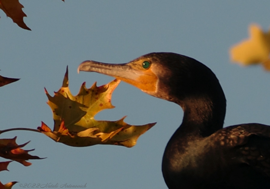 Album "Kormoran" | Fotografiebild "Parallelen" von Natali Antonovich im Sammlung/Foto Lager.