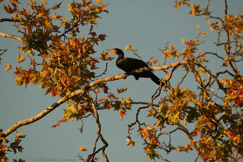 Photography image "Cormorant" by Natali Antonovich | Photostock.