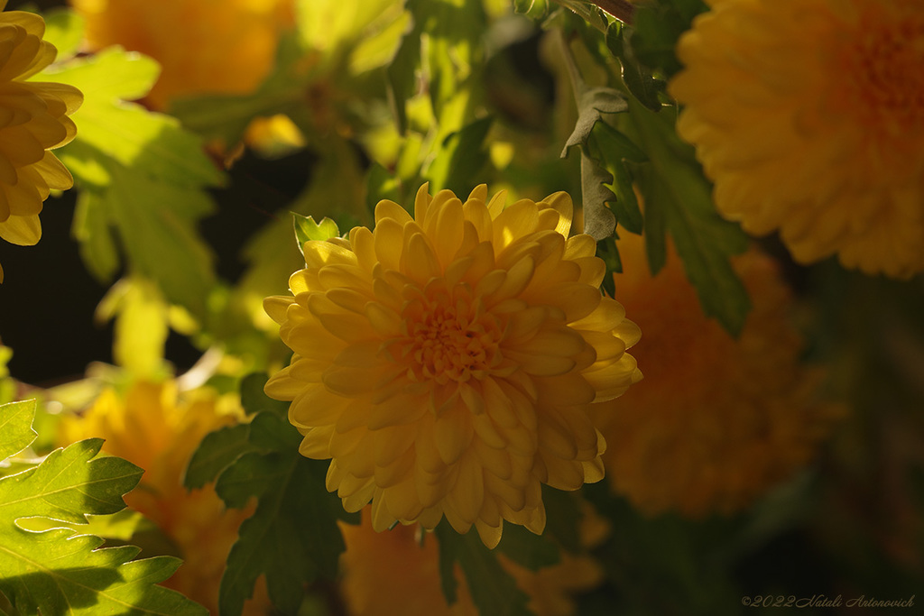 Album "Bild ohne Titel" | Fotografiebild "Blumen" von Natali Antonovich im Sammlung/Foto Lager.