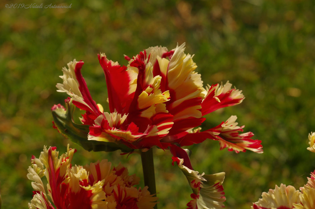 Album "Bild ohne Titel" | Fotografiebild "Blumen" von Natali Antonovich im Sammlung/Foto Lager.