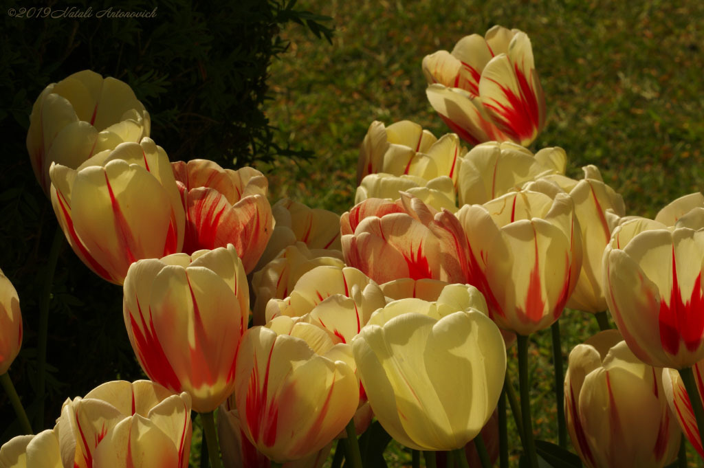 Album "Bild ohne Titel" | Fotografiebild "Blumen" von Natali Antonovich im Sammlung/Foto Lager.