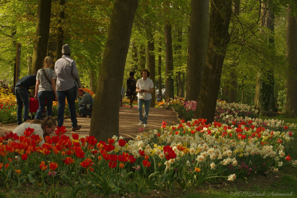 Album "Afbeelding zonder titel" | Fotografie afbeelding "Lente" door Natali Antonovich in Archief/Foto Voorraad.