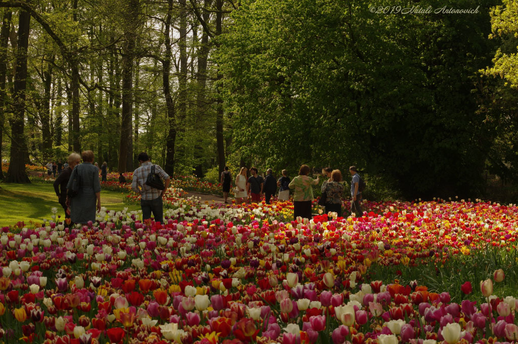 Album "Bild ohne Titel" | Fotografiebild "Blumen" von Natali Antonovich im Sammlung/Foto Lager.