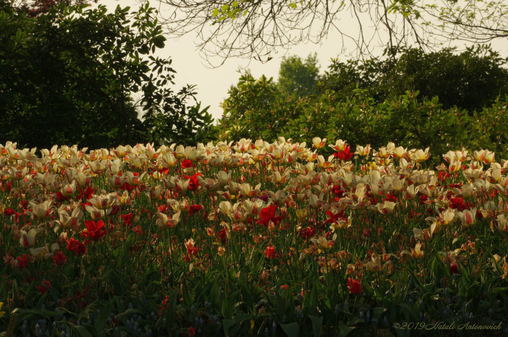 Album "Bild ohne Titel" | Fotografiebild "Blumen" von Natali Antonovich im Sammlung/Foto Lager.