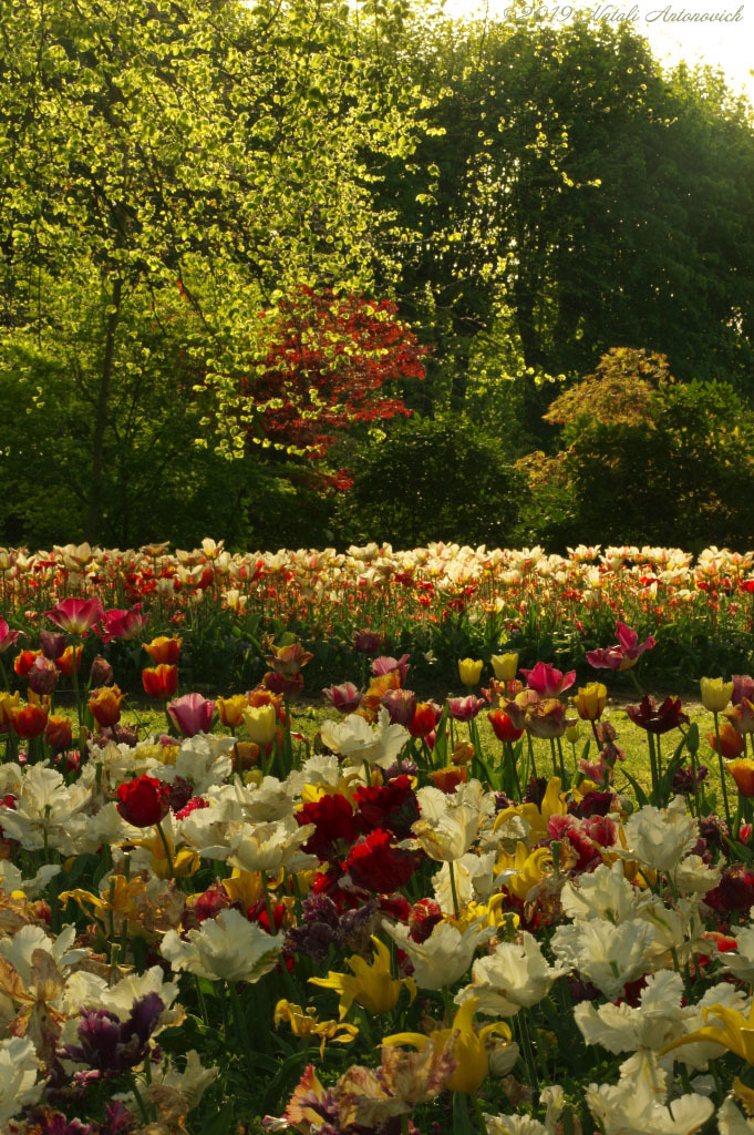 Album "Bild ohne Titel" | Fotografiebild "Blumen" von Natali Antonovich im Sammlung/Foto Lager.