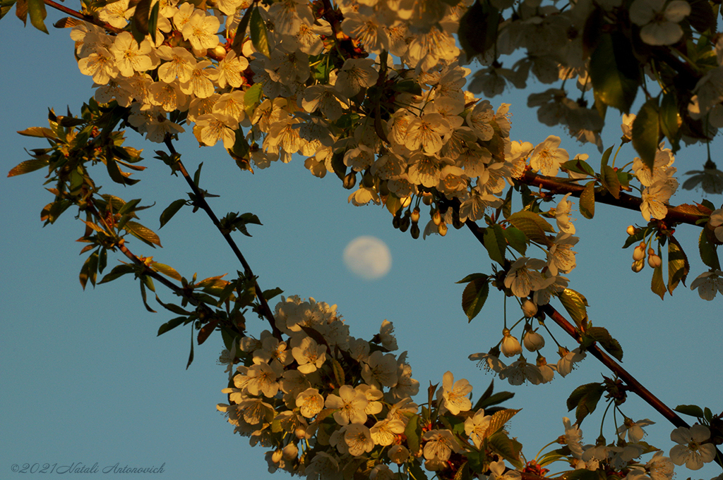 Album "Afbeelding zonder titel" | Fotografie afbeelding "Lente" door Natali Antonovich in Archief/Foto Voorraad.