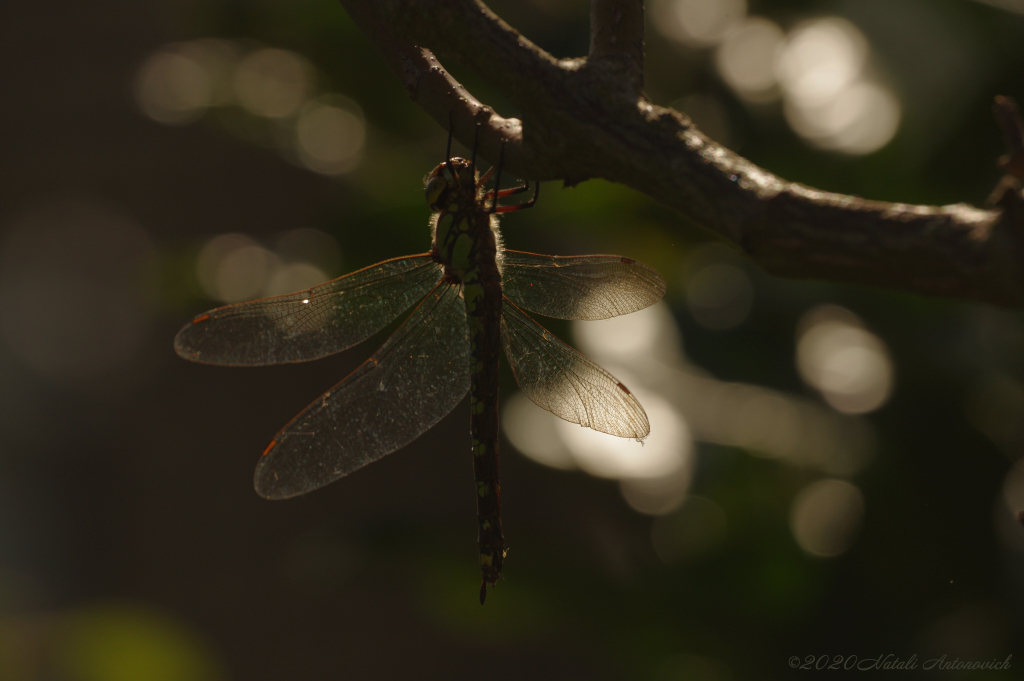 Image de photographie "Image sans titre" de Natali Antonovich | Photostock.