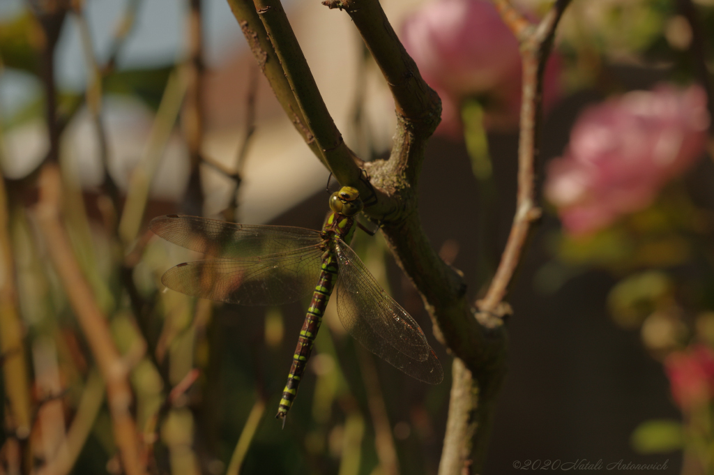 Image de photographie "Image sans titre" de Natali Antonovich | Photostock.