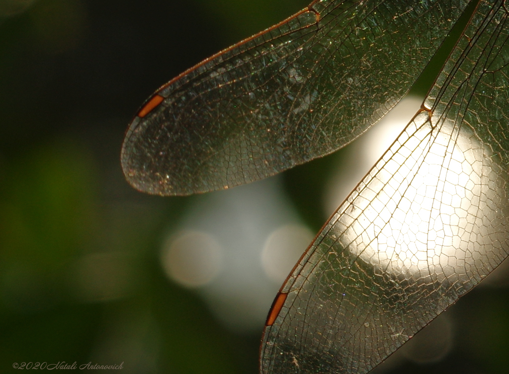 Album  "Image without title" | Photography image "Parallels" by Natali Antonovich in Photostock.