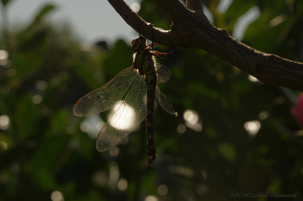 Image de photographie "Image sans titre" de Natali Antonovich | Photostock.