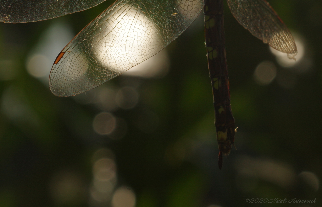 Image de photographie "Image sans titre" de Natali Antonovich | Photostock.