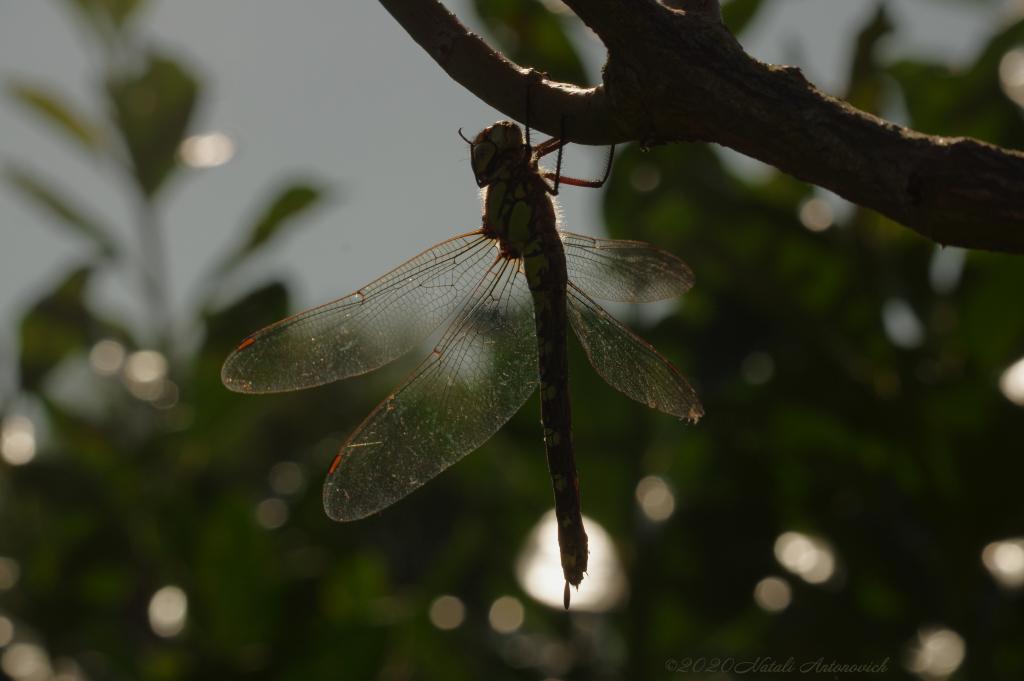 Image de photographie "Image sans titre" de Natali Antonovich | Photostock.