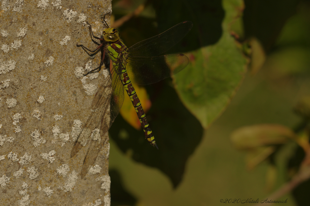 Photography image "Image without title" by Natali Antonovich | Photostock.