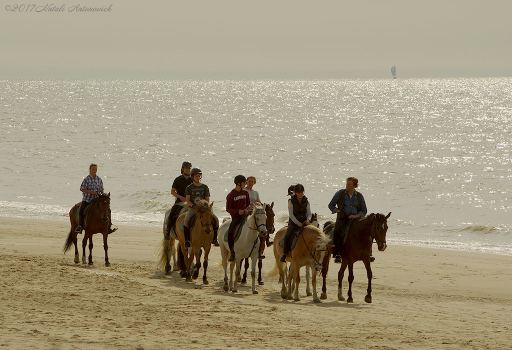 Album "Image sans titre" | Image de photographie "Côte Belge" de Natali Antonovich en photostock.