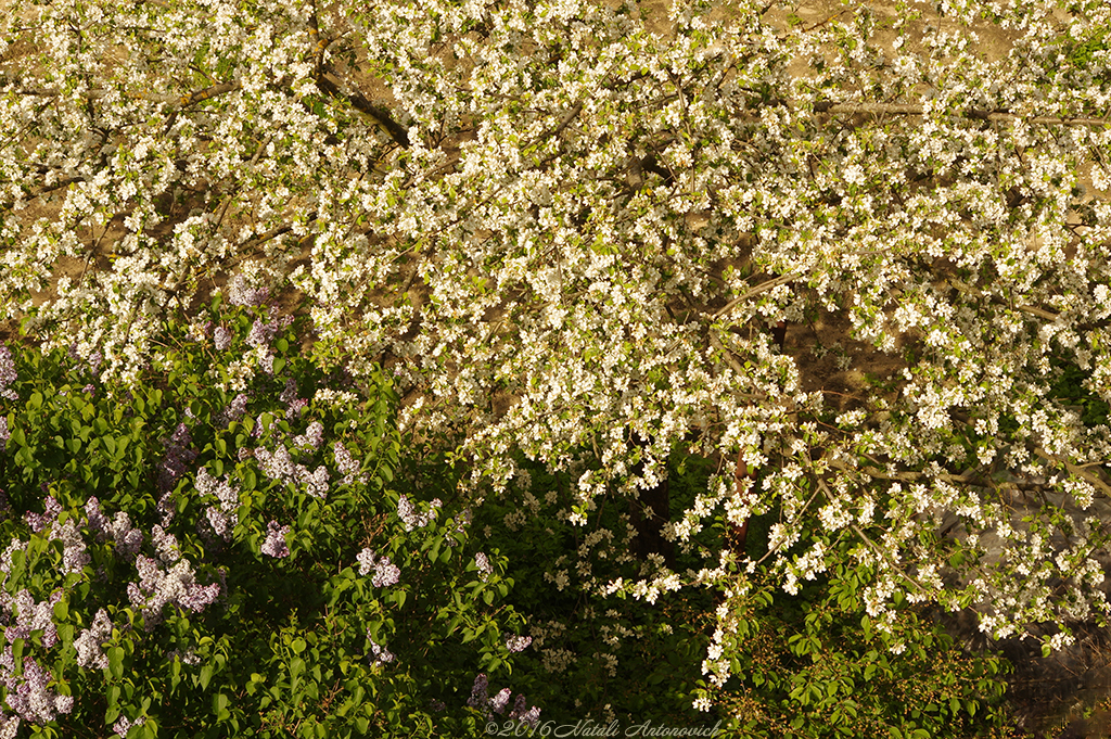 Album "Afbeelding zonder titel" | Fotografie afbeelding "Lente" door Natali Antonovich in Archief/Foto Voorraad.