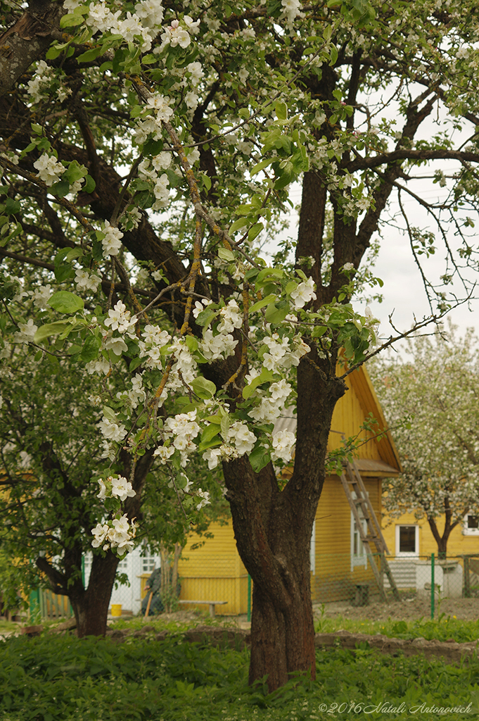 Album  "Image without title" | Photography image " Belarus" by Natali Antonovich in Photostock.