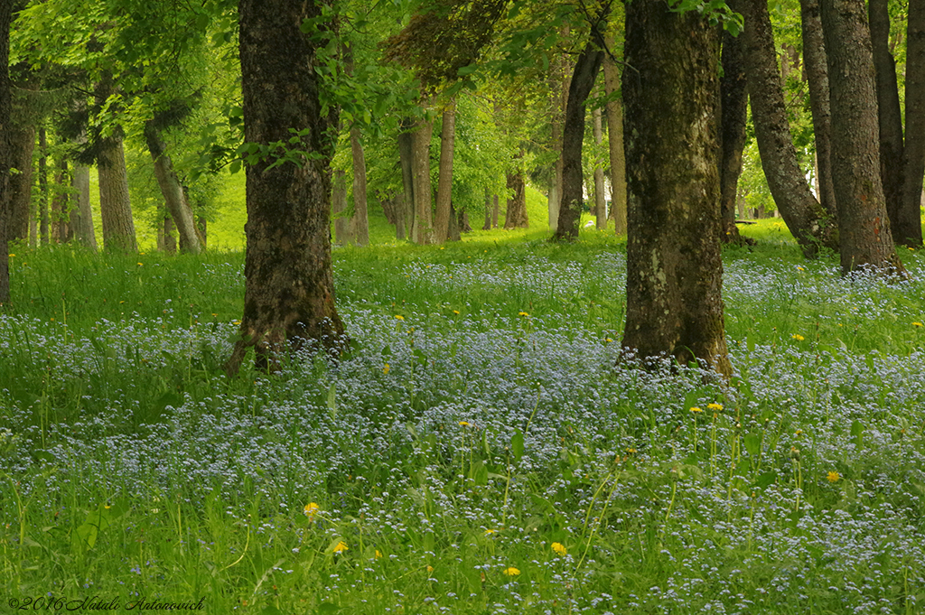 Album  "Image without title" | Photography image " Belarus" by Natali Antonovich in Photostock.