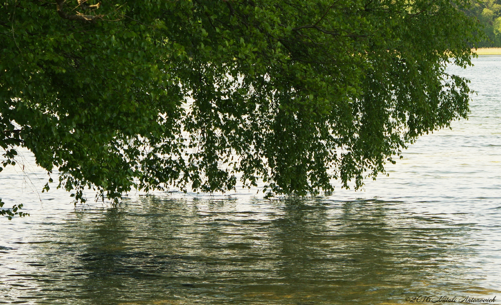 Album "Afbeelding zonder titel" | Fotografie afbeelding "Water Gravitation" door Natali Antonovich in Archief/Foto Voorraad.