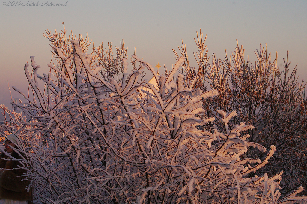 Album "Bild ohne Titel" | Fotografiebild "Winter. Weihnachtsferien" von Natali Antonovich im Sammlung/Foto Lager.