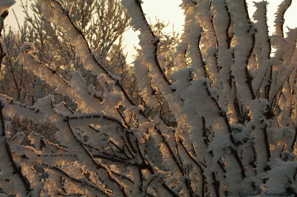 Album "Afbeelding zonder titel" | Fotografie afbeelding "Winter. Kerstvakantie" door Natali Antonovich in Archief/Foto Voorraad.
