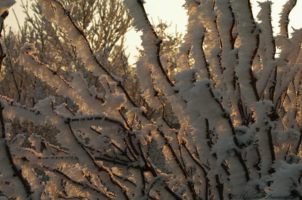 Album "Image sans titre" | Image de photographie "Hiver. Vacances de Noël" de Natali Antonovich en photostock.