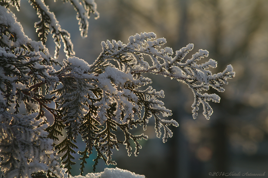 Album "Image sans titre" | Image de photographie "Hiver. Vacances de Noël" de Natali Antonovich en photostock.