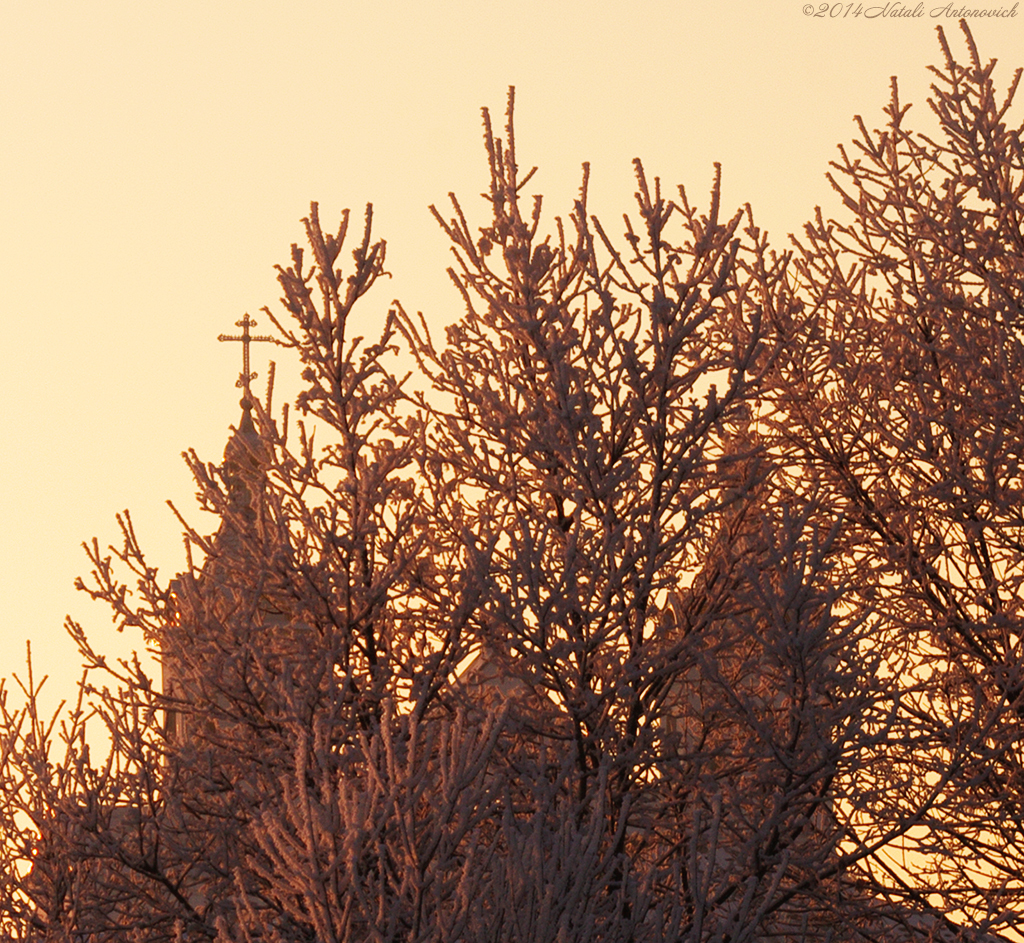 Album "Afbeelding zonder titel" | Fotografie afbeelding "Winter. Kerstvakantie" door Natali Antonovich in Archief/Foto Voorraad.