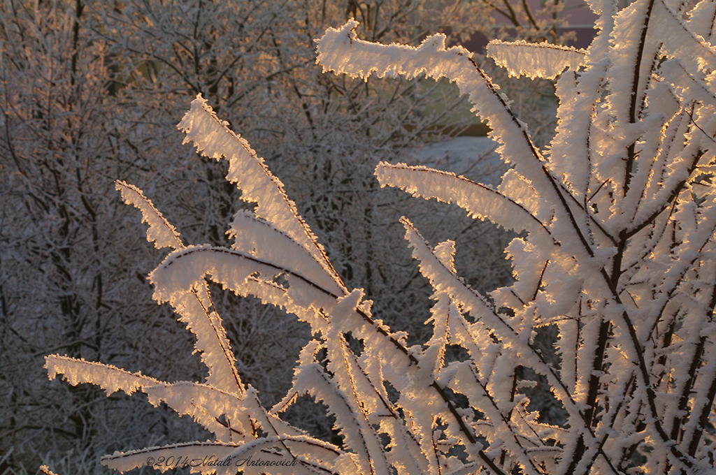 Album  "Image without title" | Photography image " Belarus" by Natali Antonovich in Photostock.