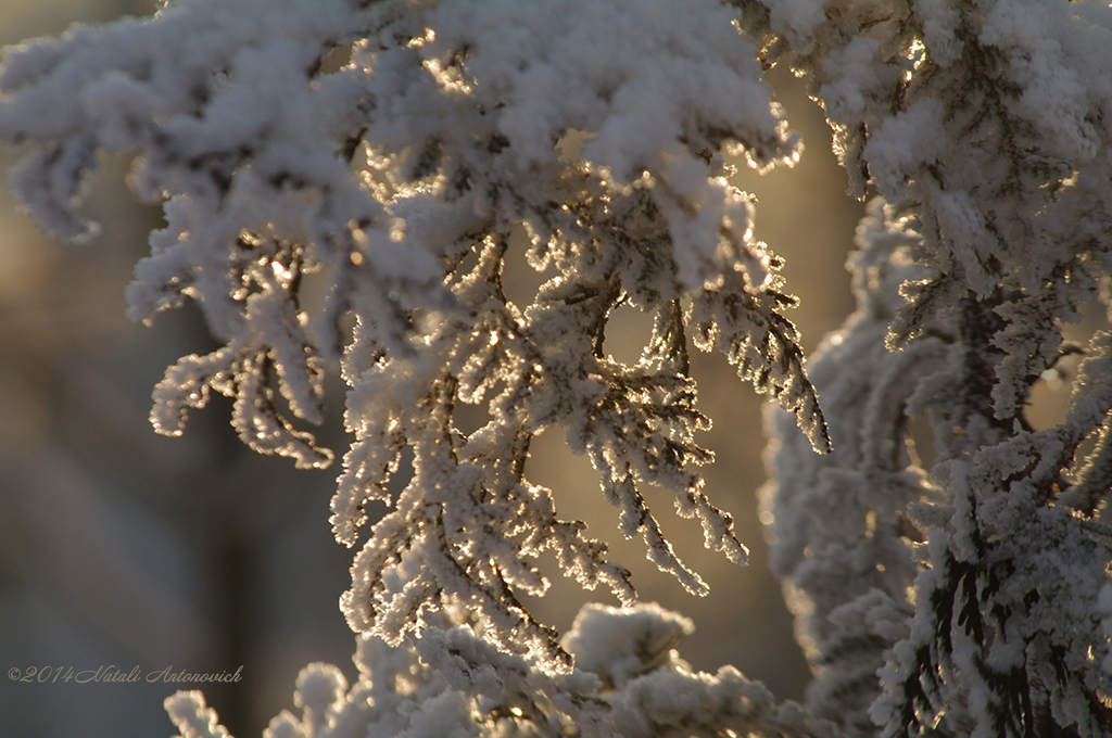 Album "Image sans titre" | Image de photographie "Hiver. Vacances de Noël" de Natali Antonovich en photostock.