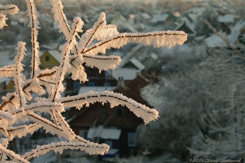 Album "Image sans titre" | Image de photographie "Hiver. Vacances de Noël" de Natali Antonovich en photostock.