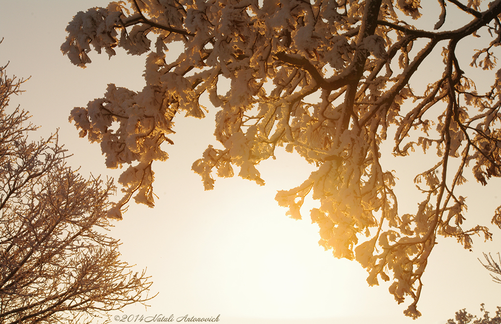Photography image "Image without title" by Natali Antonovich | Photostock.