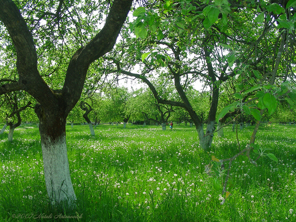 Album  "Image without title" | Photography image " Spring" by Natali Antonovich in Photostock.