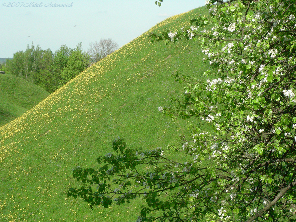 Album "Afbeelding zonder titel" | Fotografie afbeelding "Lente" door Natali Antonovich in Archief/Foto Voorraad.