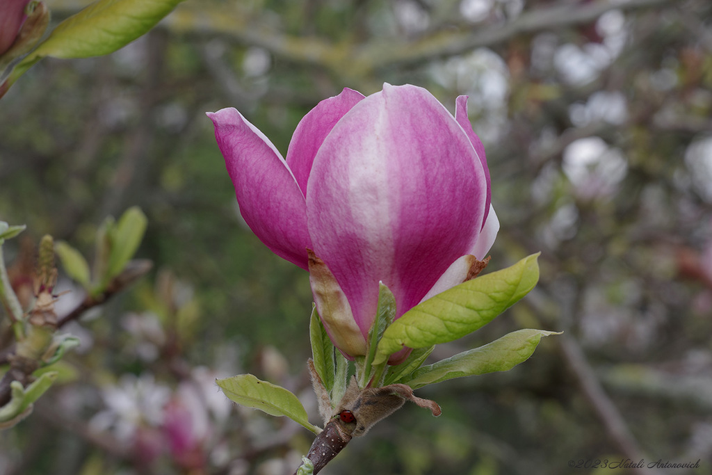 Fotografiebild "Magnolie" von Natali Antonovich | Sammlung/Foto Lager.