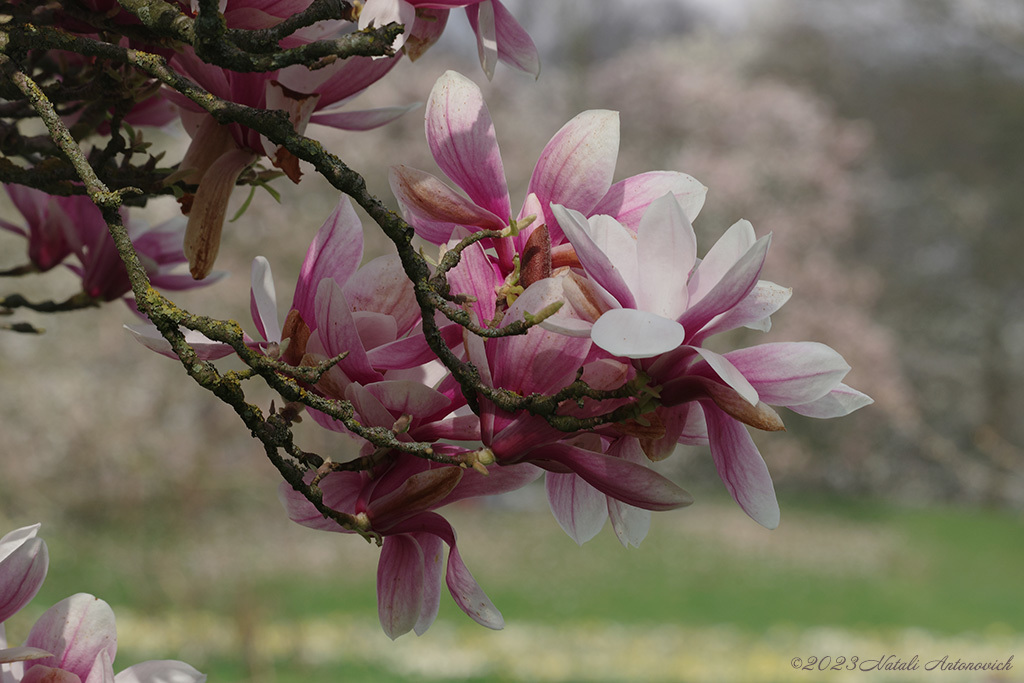 Album  "Image without title" | Photography image " Spring" by Natali Antonovich in Photostock.