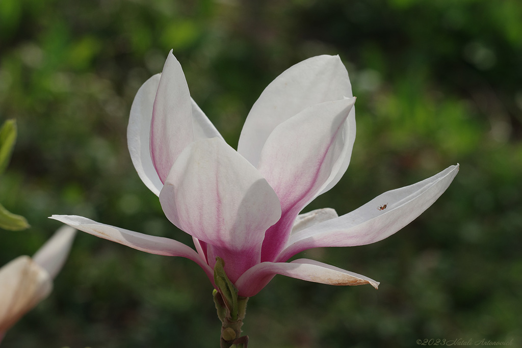 Album "Afbeelding zonder titel" | Fotografie afbeelding "Lente" door Natali Antonovich in Archief/Foto Voorraad.