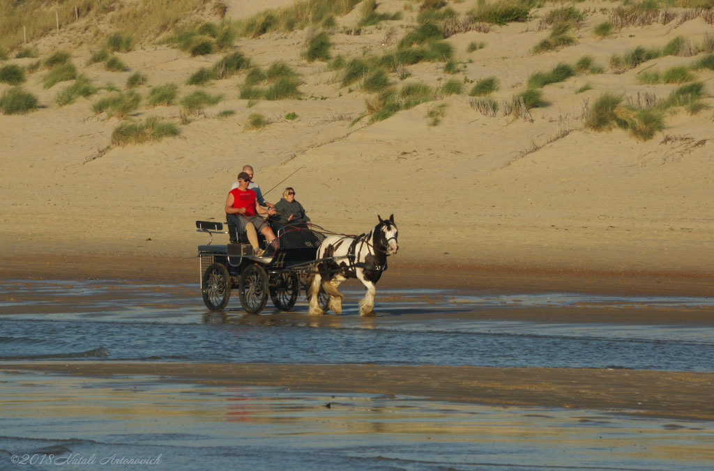 Album  "Image without title" | Photography image "Belgian Coast" by Natali Antonovich in Photostock.