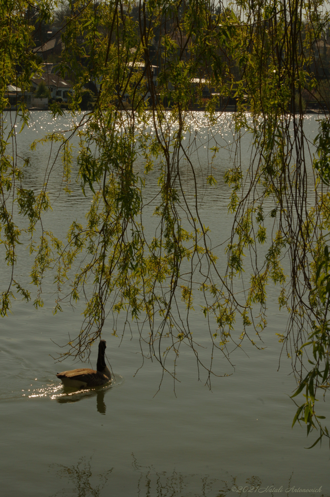 Album "Image sans titre" | Image de photographie "Des oiseaux" de Natali Antonovich en photostock.