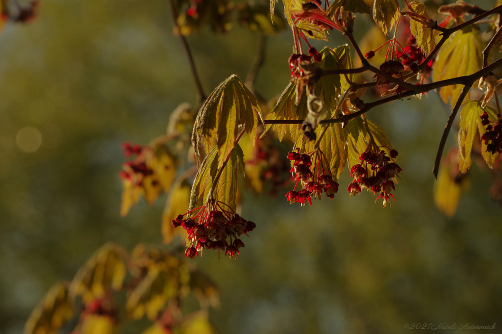 Album  "Image without title" | Photography image " Spring" by Natali Antonovich in Photostock.