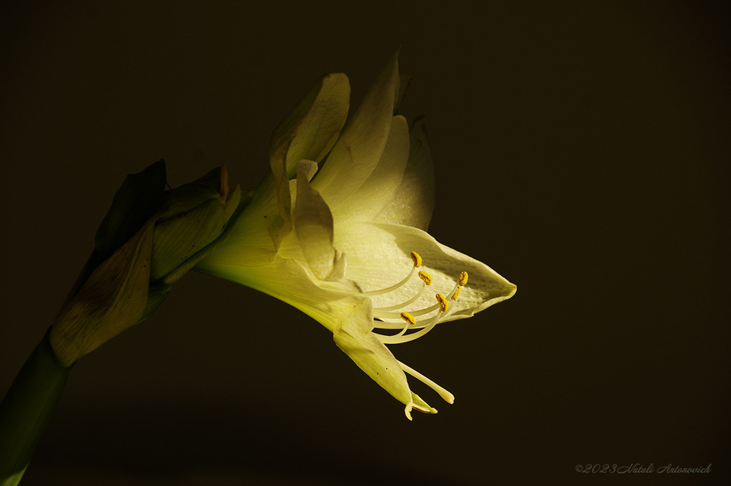 Album  "Image without title" | Photography image "Flowers" by Natali Antonovich in Photostock.