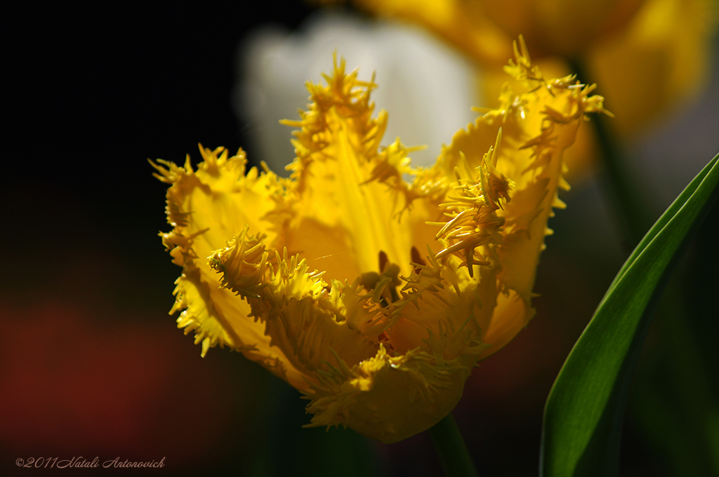 Album "Bild ohne Titel" | Fotografiebild "Blumen" von Natali Antonovich im Sammlung/Foto Lager.