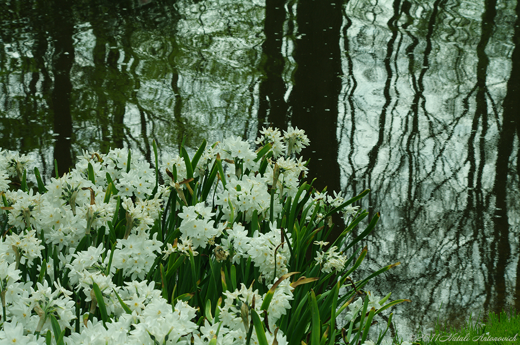 Album "Bild ohne Titel" | Fotografiebild "Blumen" von Natali Antonovich im Sammlung/Foto Lager.