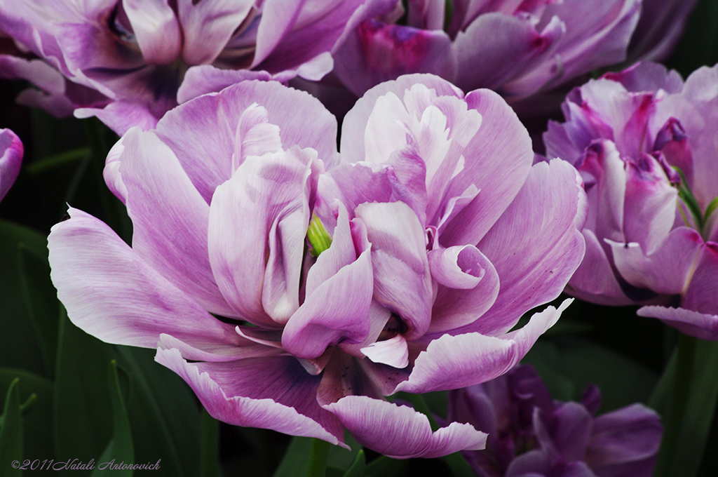 Album "Bild ohne Titel" | Fotografiebild "Blumen" von Natali Antonovich im Sammlung/Foto Lager.