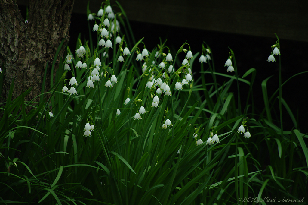 Album "Image sans titre" | Image de photographie "Printemps" de Natali Antonovich en photostock.