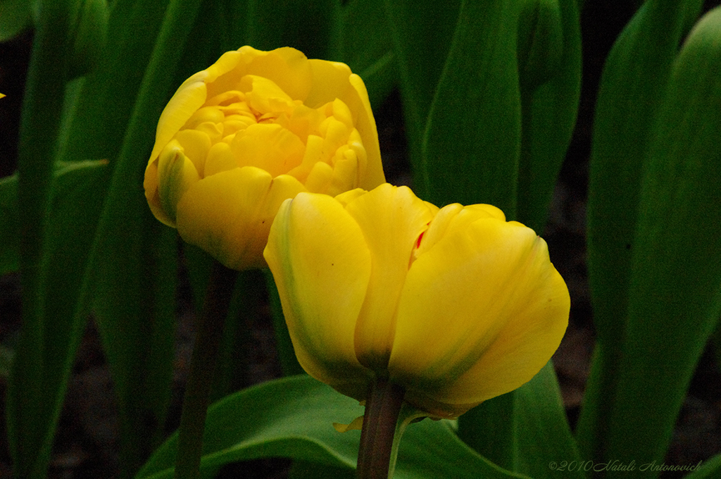 Album "Bild ohne Titel" | Fotografiebild "Blumen" von Natali Antonovich im Sammlung/Foto Lager.