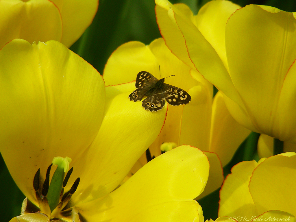 Album  "Image without title" | Photography image " Spring" by Natali Antonovich in Photostock.