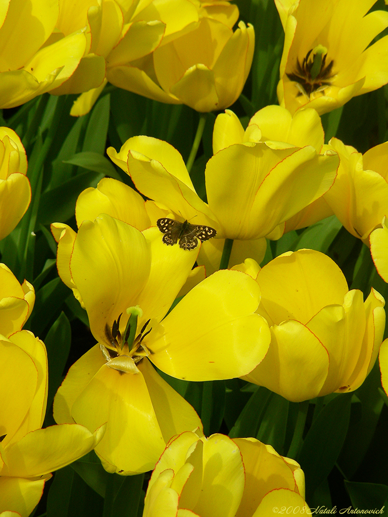 Album "Image sans titre" | Image de photographie "Printemps" de Natali Antonovich en photostock.