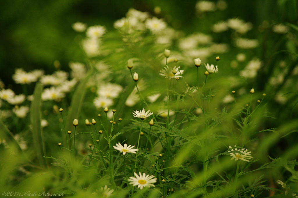 Album  "Image without title" | Photography image "Flowers" by Natali Antonovich in Photostock.